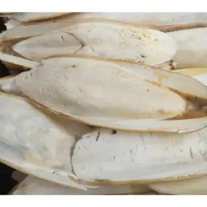 Lieferung Tintenfisch knochen aus Pakistan getrocknet Beste Export qualität Tintenfisch knochen zum Verkauf