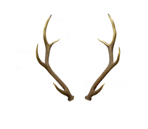 Vente en gros de bois de cerf rouge de qualité supérieure, cornes de bois de cerf rouge, bois de cerf rouge entier naturellement - Product Image 4