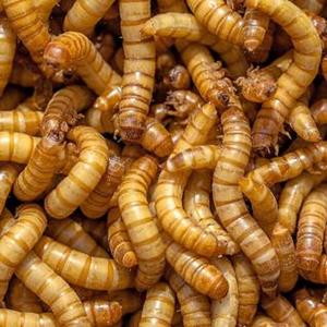 Comida seca para mascotas de gusanos de la harina de alta calidad a precio al por mayor barato - Product Image 3