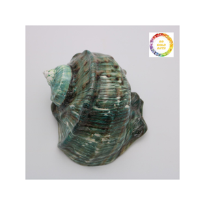 Véritable coque turbo verte du Vietnam, finition brillante polie dans l'océan, parfaite pour l'artisanat d'aquarium ou la décoration intérieure - Product Image 5