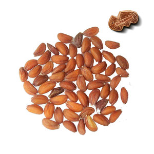 Graines de cresson |   Produit d'exportation vert feuillage pour les marques de produits santé - Pureté 99% Durée de conservation de 3 ans Kohenoor International - Product Image 4