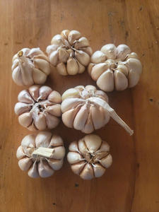 กระเทียมแห้งเวียดนาม อันเจียง แท้ 100% ธรรมชาติ อายุการเก็บรักษา 12 เดือน พร้อมใช้ สำหรับการแปรรูปเพิ่มเติม สำหรับการส่งออกขายส่ง - Product Image 6