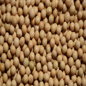 Soja Séché Biologique Non-OGM en Gros, Meilleure Qualité, 25kg, Origine USA, Solutions Santé, Durée de Conservation 24 Mois pour Vente en Gros - Product Image 1