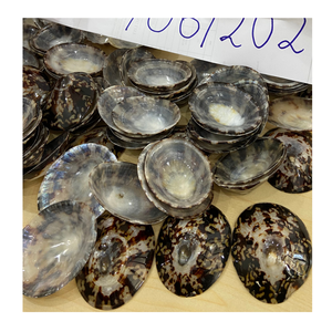 Artisanat créatif avec Limpet Shell fourni par le Vietnam par 99 Gold Data pour les thèmes d'intérieur de Limpet Shell - Product Image 6