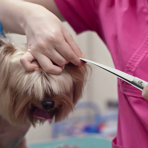 El mejor acabado de espejo superior, tornillo ajustable y soporte fijo para los dedos, tijera alemana de acero inoxidable para el cuidado de mascotas, calidad - Product Image 5