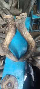 Cuerno Natural para Beber de Vaca, Pulido Premium, Estilo Animal, Excelente Calidad para Hoteles, Restaurantes, Fiestas y Regalos - Product Image 4