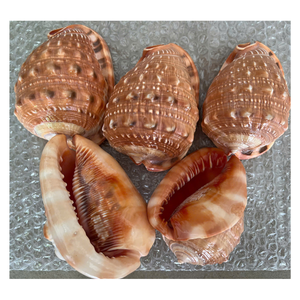 Conchas de Caracol Pulidas de Alta Calidad para Exportación, las Más Vendidas del 2025, para Decoración - Caryln - Product Image 1