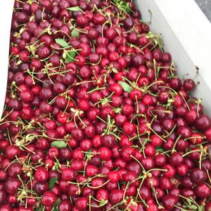 High Quality Premium Grade AA <b>Red</b> Cherries | Firm Texture & High Brix (18\%+) | 2026 Fresh <b>Harvest</b> Export - Product Image 3