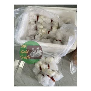 E-Co Friendly Nature coquillage créatif artisanat coquillage ronds de serviette coquillage Superbe coquillage fait main 99 données en or VIETNAM - Product Image 5