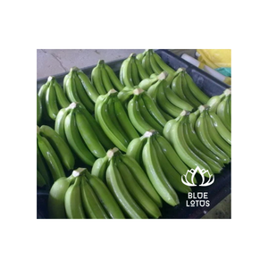 Best Quality Smoothies From Blue Lotus Green Cavendish Bananas Fresh Banana Fruit Desserts Vietnamese Fruit Cavendish - Product Image 1