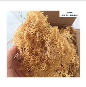 Eucheuma Cottonii séché et mousse de mer d'Irlande du Vietnam Algues pures biologiques dorées non salées de haute qualité Prix compétitif - Product Image 4