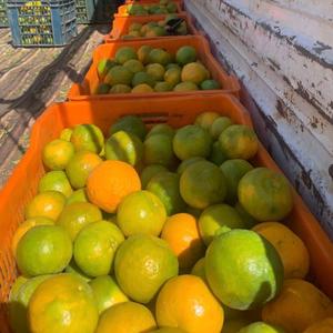 Oranges fraîches de qualité supérieure, juteuses et sucrées, en gros, oranges fraîches biologiques - Product Image 5