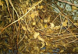 Hojas y Ramas de Melón Amargo Secas de Vietnam para la Industria Alimentaria y del Té - Product Image 3