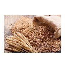 Ukraine Origin Soft Milling Wheat <b>Grain</b> Cheap for Human and Animal Consumption - Product Image 1