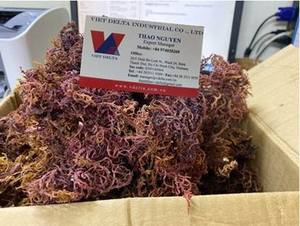 Musgo Marino Seco de Origen Vietnamita |   Estándar de Exportación |   Venta al por Mayor - Product Image 6