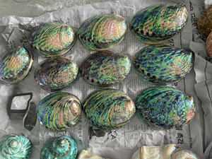 หอยสังข์ธรรมชาติสำหรับตกแต่งบ้านอุปกรณ์ทำเครื่องประดับแบบทำมือวัตถุดิบเปลือกหอยเป๋าฮื้อเปลือกหอยเปลือกหอยเปลือกหอยเปลือกหอยทะเล - Product Image 2