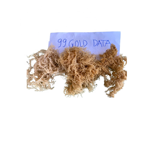 Eucheuma cottonii มอสจากทะเลผงโนริสาหร่ายทะเลสดและแห้งผลิตจากเวียดนาม - Product Image 2