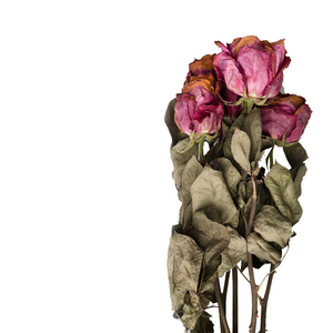 Flor de rosa roja seca | Pétalos decorativos para ocasiones festivas y regalos - Product Image 3