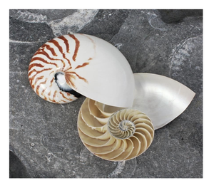 Tiger Chambered Nautilus Shell disponible para mayoristas de Arte de exhibición de embalaje de recuerdo y comerciantes en línea - Product Image 1