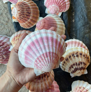 Conchas de vieira ecológicas para decoración | Bordes de corte de alta precisión limpios y pulidos - Product Image 3