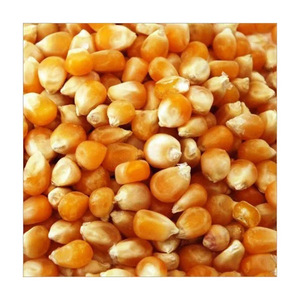 Bajo Precio de maíz amarillo al por mayor suministro a granel de existencias frescas - Product Image 3