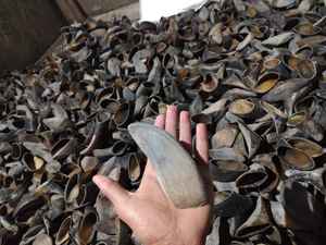 CASQUILLOS BÚFALO - Product Image 4