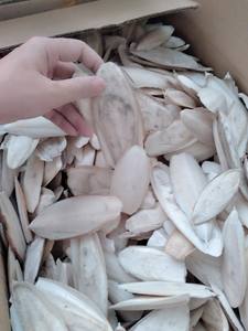 Offre Spéciale os de seiche pour oiseaux/prêt à expédier os de seiche séché Ms sofia - Product Image 3