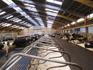 Hangar à structure en acier avec zone d'alimentation et ventilation sur le toit pour ferme laitière ou vache bovine - Product Image 5