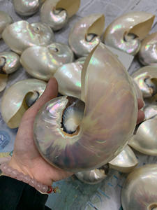 Perle géante polie Nautilu Shell Nautical Luxuries 12-16cm - Ms Caryln 0084935825297 - Product Image 3