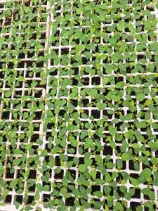 Substrat de mousse de tourbe de sphaigne de qualité supérieure Milieu de départ de semences professionnelles pour la propagation des plantes - Product Image 2