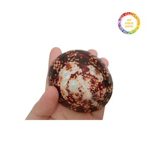 Conchas de Lapa brillante para Espectáculos de arte y temas de conchas interiores - Product Image 1