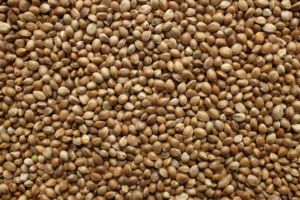 Ücretsiz örnek kenevir tohumu kenevir tohumu proteini sağlıklı gıda sağlık takviyesi HempSeeds/gıda için kenevir tohumları - Product Image 3