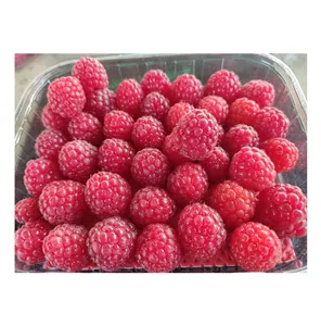 Jumlah besar pemasok dari Mesir 100% murni dan alami manis dan lezat buah Raspberry segar dengan harga yang baik