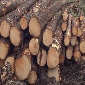 Madera blanda y madera dura de pino al por mayor, madera aserrada de abeto para muebles y construcción - Product Image 2