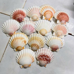 Conchas de vieira costeras bellamente conservadas para adornos navideños DIY y aplicaciones de artesanía con conchas de calidad profesional. - Product Image 4