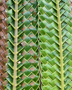 ใบปาล์มแห้งออร์แกนิก 100% สำหรับตกแต่งสไตล์ทรอปิคอลและงานก่อสร้างจากไม้ไผ่ - Product Image 1