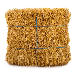 Fieno di paglia di grano di qualità pura al 100%/fieno di erba medica (mangime per animali) al miglior prezzo all'ingrosso economico