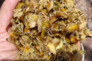 Alimento de residuos de piña, ensilaje para ganado - Product Image 4