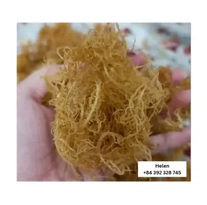Vietnam Großhandel goldenes Seemoos kleine Faser ungesalzene getrocknete goldene irische Moos aus dem Meer gesammelt am besten für die Herstellung von Gel und Kochen