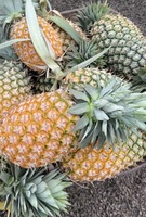 Nanas Raja Segar Grosir, Buah Segar Manis Nanas Raja