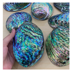 Couche colorée brillante polie de coquille d'ormeau du Vietnam pour la fabrication de bijoux de luxe - Product Image 2