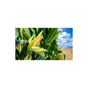 Maíz seco amarillo y blanco para alimentación animal estilo maíz - Product Image 1