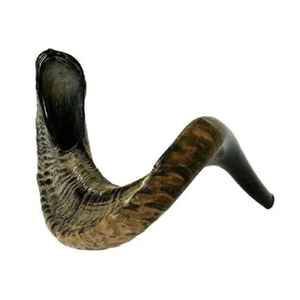 Shofar en corne de bélier poli tendance, artisanat naturel, corne d'animal finie, shofar à bas prix - Product Image 1