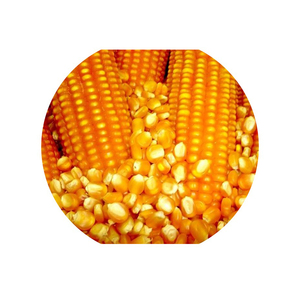 Maïs jaune naturel de qualité supérieure - Product Image 5