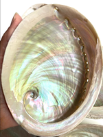 Kerang celup merah muda mengilap dekorasi aksen noda kerang/Paua Selandia Baru ibu kerang mutiara harga murah
