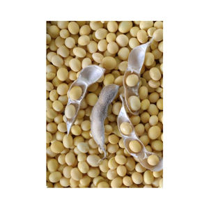 Fresh Green Pure Natural Additive-free Dried <b>Soybeans</b> Bulk for Sale - Product Image 6