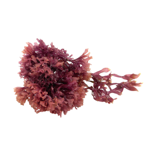 ข้อเสนอสุดพิเศษ: จัดส่งฟรีสำหรับคำสั่งซื้อที่มากกว่า1000 $-มอสทะเลไอริชจากแหล่งอย่างยั่งยืน (สีทอง-สีม่วง) - Product Image 1