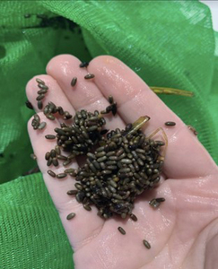 Graine de zostère marine séchée pour usage alimentaire - Product Image 2