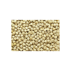 Granos de moringa a granel ofrecidos para compra al por mayor por procesadores de alimentos globales - Product Image 2