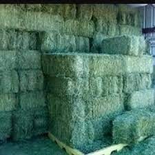Premium <b>Feed</b> Grade Alfalfa Hay Cubes Dried Animal Protein <b>Additive</b> for Dogs Pigs Cattle Horses Rabbits Fish Packaged in Bales - Product Image 4